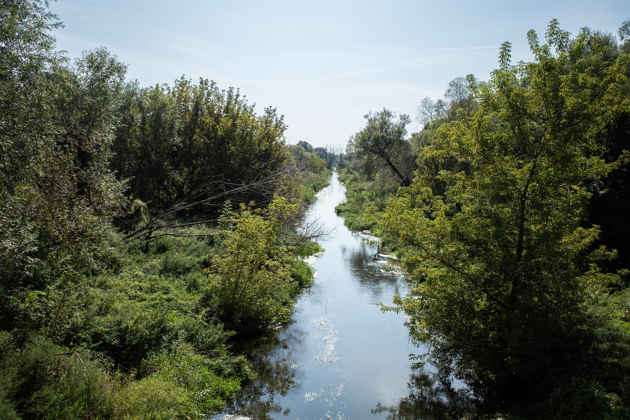 Stiller Altarm im Auwald, von der Brücke aus gesehen